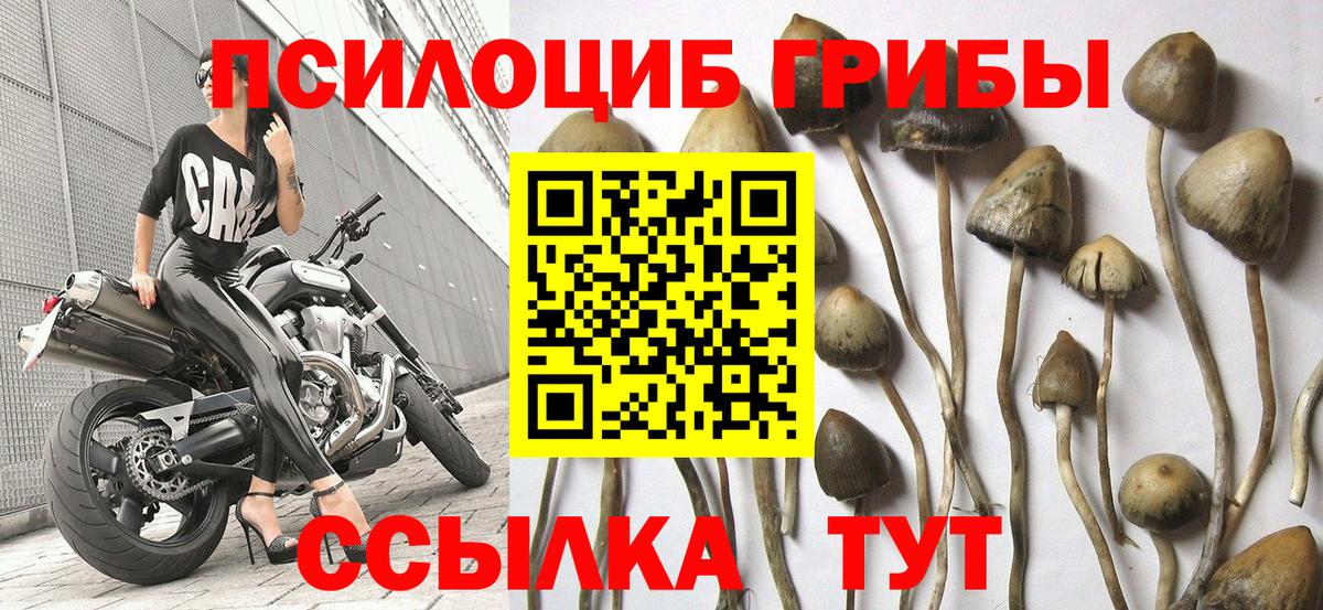 Абинск  Галлюциногенные грибы Psilocybine cubensis  Галлюциногенные грибы MAGIC MUSHROOMS  Вход с VPN 